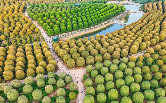 Thousands of spherical osmanthus trees draw visitors in Hangzhou