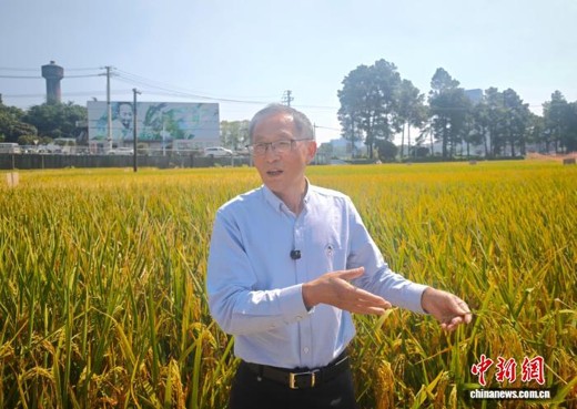 Deng Huafeng, head of the Yuan Longping Hybrid Rice Innovation Team at the Hunan Hybrid Rice Research Center, explains hybrid rice seed production in a field in Changsha, Hunan province. (Photo: China News Service/Tang Xiaoqing)