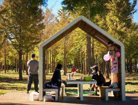 Beijing residents savor autumn among golden ginkgo trees