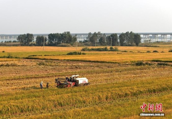 Harvesters work in paddy fields in Huangli Village, Shenji Town, Wuhe County in Anhui province, Oct. 9, 2026. (Photo: China News Service/ Li Xiangqian)