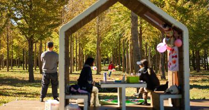 Beijing residents savor autumn among golden ginkgo trees