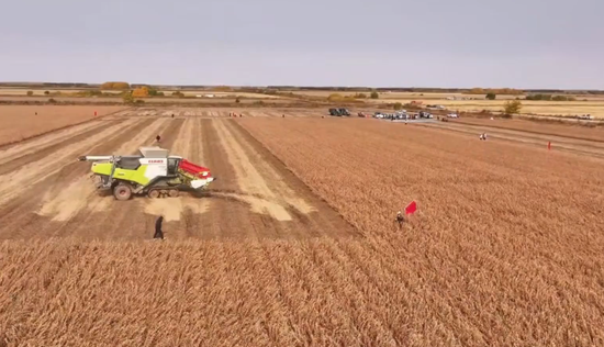 A combine harvester harvests soybeans in a field in Heilongjiang Province, northeast China. (Video screenshot)