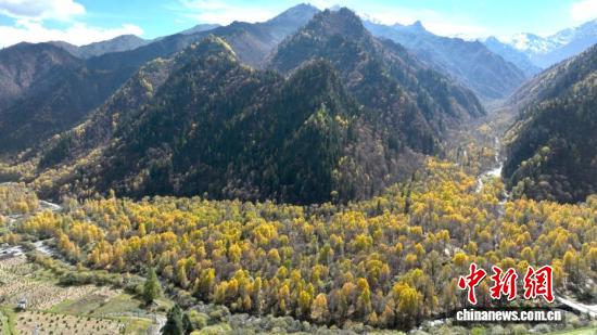 Beilong Mountain is ablaze with autumn colors in Huzhu Tu Autonomous County, Haidong, Qinghai Province, on Oct. 10, 2026. (Drone photo: China News Service/Zhang Zhongping)