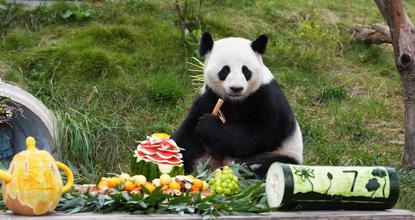 Giant panda Ai Lian celebrates 7th birthday in Chongqing zoo