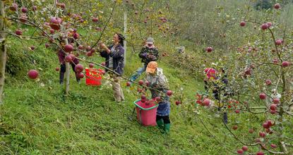 Apples drive rural revitalization in Guizhou