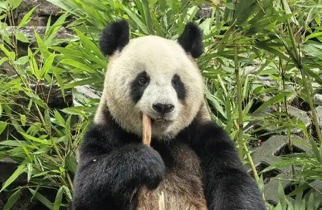 China to send giant panda Ran Ran to Belgium for conservation research