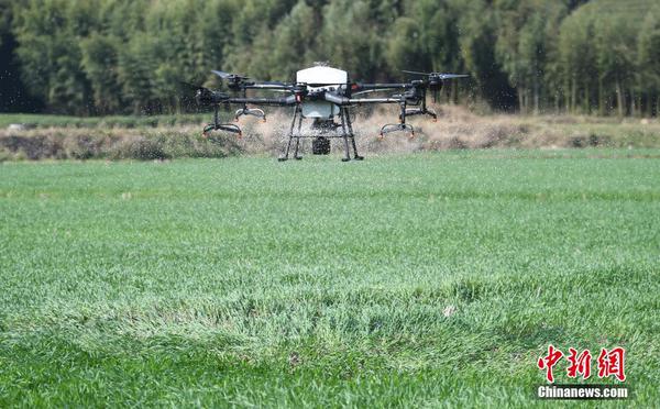 A drone spreads fertilizer in a wheat field in Yuhang, Hangzhou City, Zhejiang Province. (File photo: China News Service/Wang Gang)