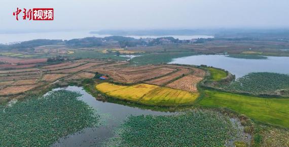 The designated rice fields on Malongzui Peninsula in Shehu village. (Photo:Screenshot/China News Service)