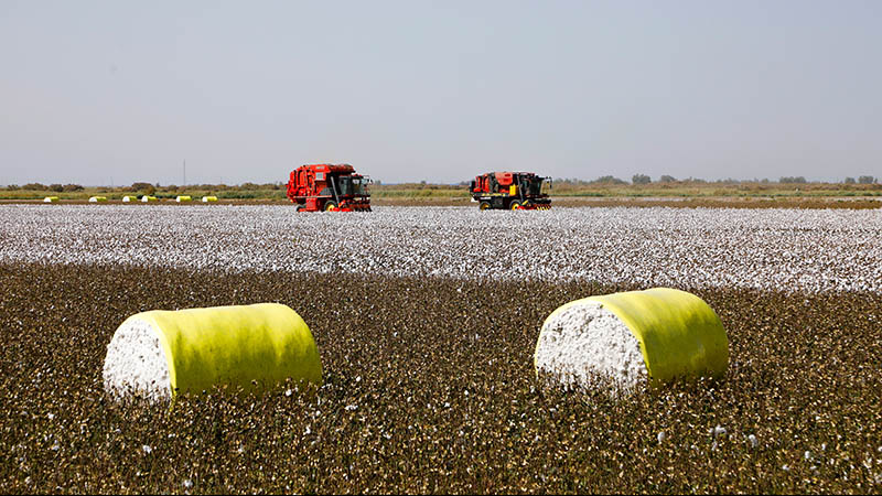 国产采棉机正在尉犁县兴平镇统其克村的棉田里作业(9月30日摄).