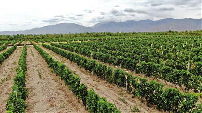 贺兰山东麓如今已成为业界公认的世界上最适合种植酿酒葡萄的黄金地带