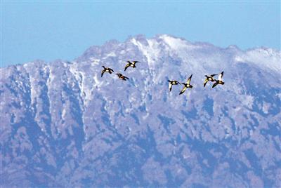 每年初春和深秋之际,大批迁徙的鸟儿在贺兰山山下休整,补给,它们自 