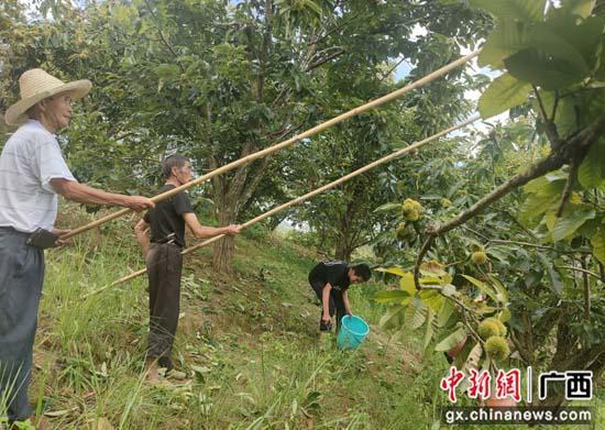 广西平乐县：金秋板栗“开口笑” 瑶族同胞乐开怀--中新网广西新闻