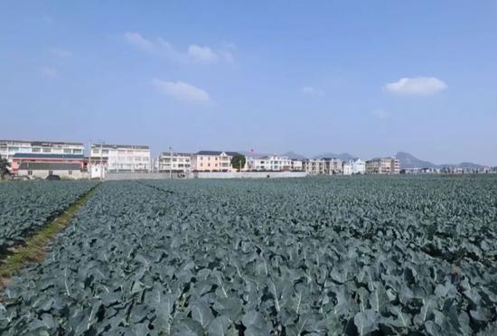 浙江临海西兰花基地图片