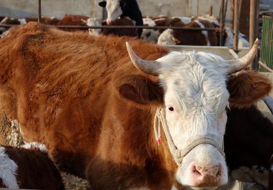 新疆一乡镇讲述65头西姆塔尔母牛"造血"的故事