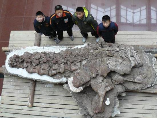 中国东阳龙化石