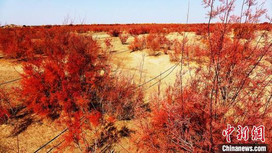 新疆兵團沙漠邊緣持續植樹造林 五十里大漠披綠裝(圖)