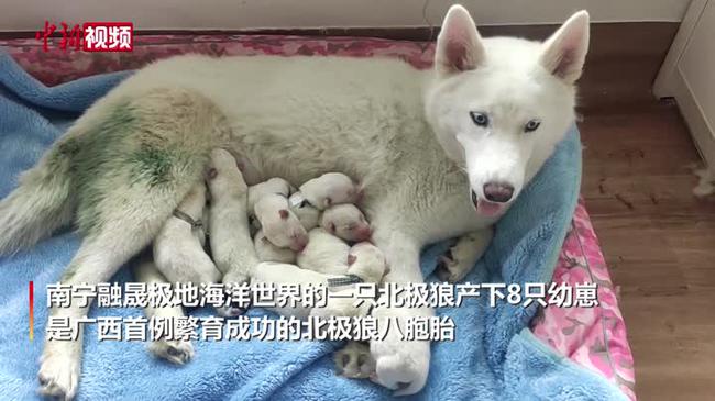 广西人工繁育北极狼八胞胎幼崽
