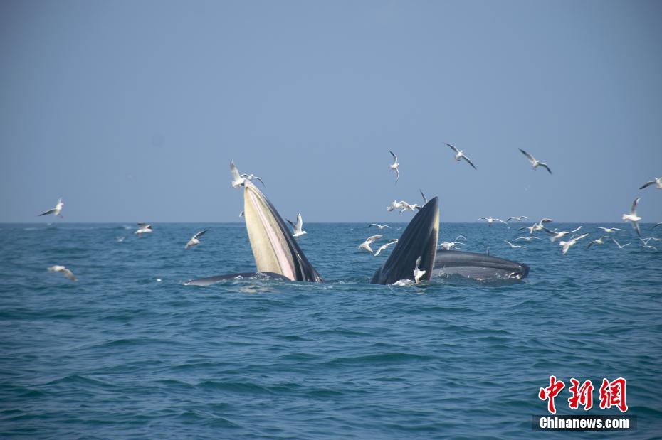 视觉中国2021年2月19日,广西北海,涠州岛至斜阳岛方向海域发现布氏鲸