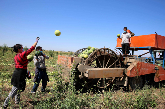新疆察布查尔县林间套种打瓜喜获丰收