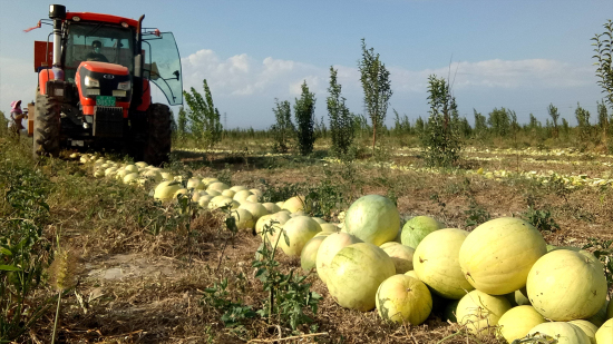 新疆察布查尔县林间套种打瓜喜获丰收