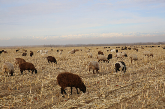 察布查尔县玉米秸秆地成为牲畜放牧大草原