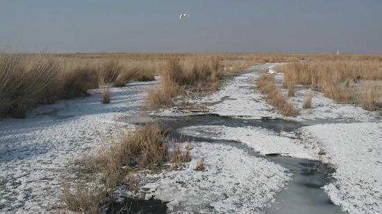 新疆巴州湿地覆雪群鹭共舞雪照云光美不胜收