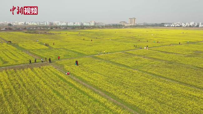 宾阳油菜花图片