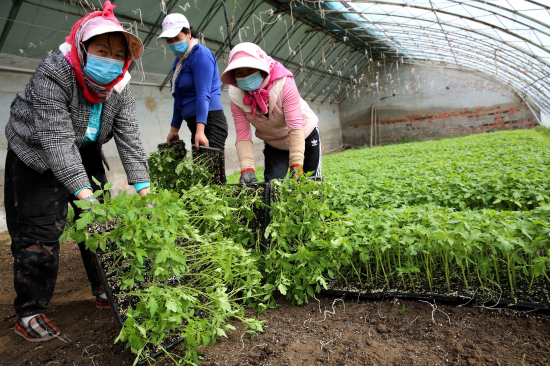 人参果怎么种植_种植人参果的全部资料和技术_种植人参果需要什么条件