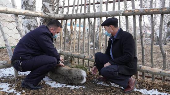 其中盘羊1只,猫头鹰1只,狍子1只,雕1只,通过救助治疗让野生动物得到了