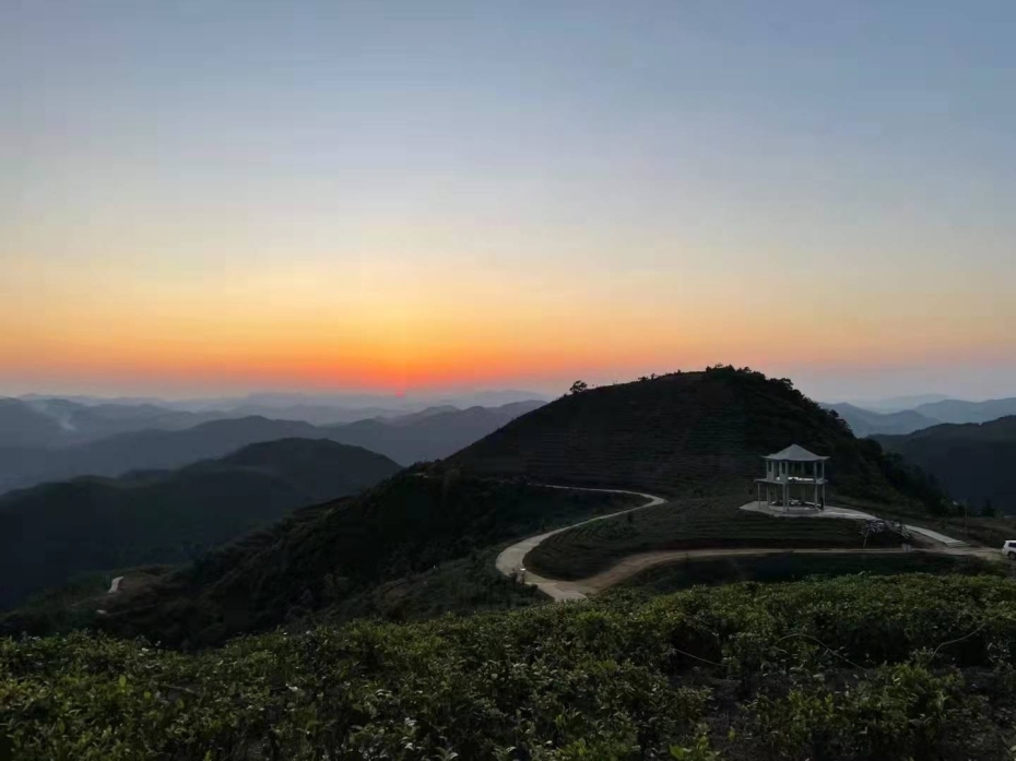 博白县双凤镇圣女岭双凤古树茶林夕阳西下.供图