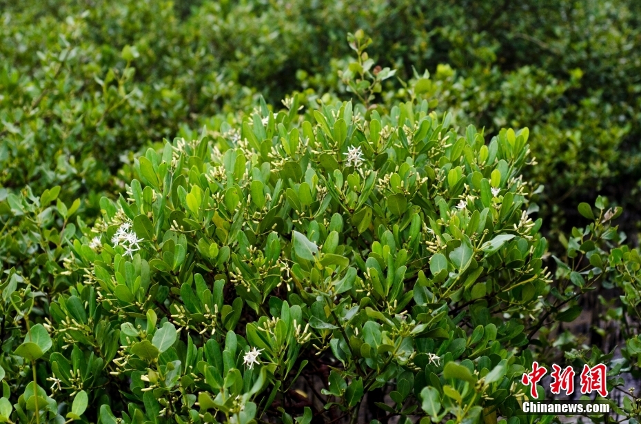 图为一棵正开花的秋茄树,该树种是北海常见的一个红树林品种.
