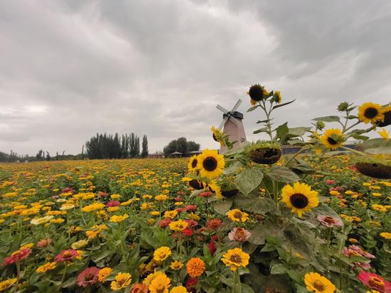 新疆阿瓦提县:百日菊开成花海 扮靓美丽乡村