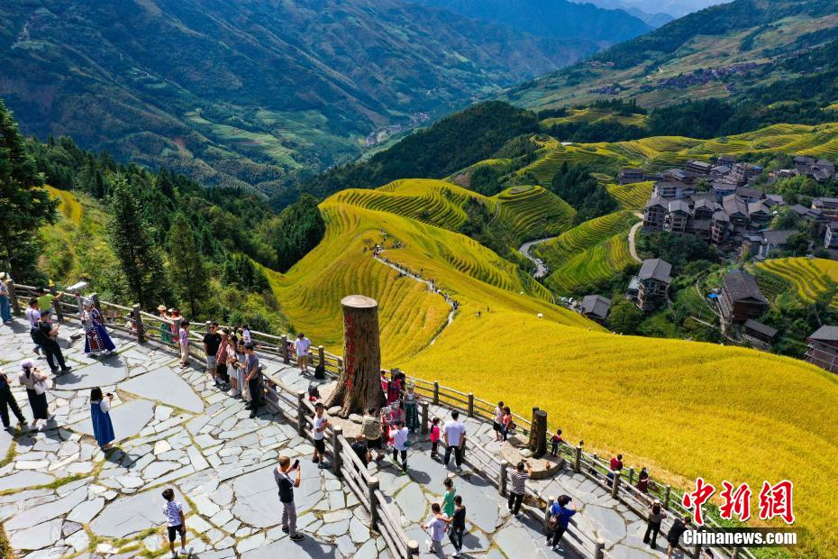 10月2日,游客在广西桂林市龙胜各族自治县龙脊梯田景区观光游览