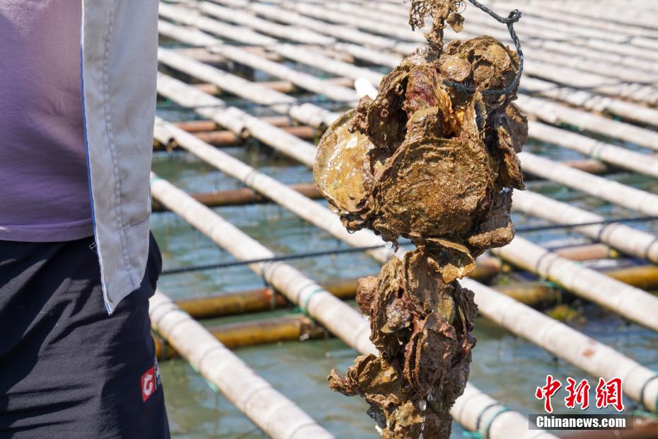 王以照 摄图为养殖生蚝的"海上牧场".