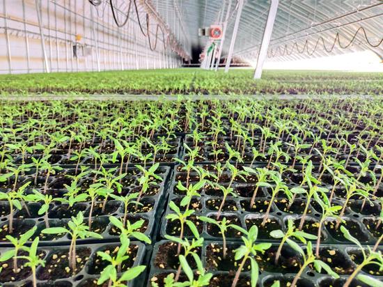 3月6日在盛世羌农设施农业基地育苗大棚里各类蔬果种苗生机勃勃 张达