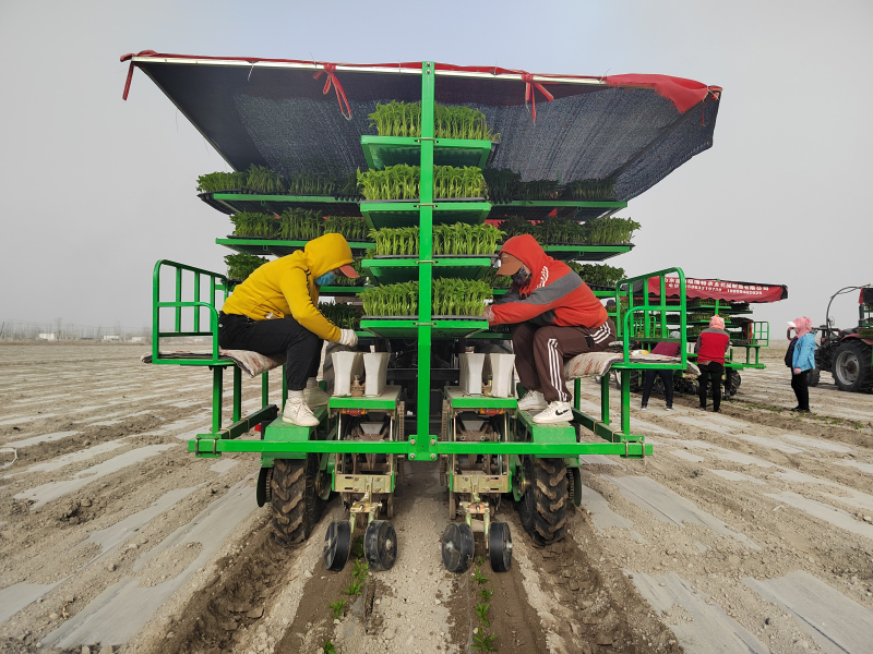 新疆焉耆县10万亩工业辣椒开始移栽