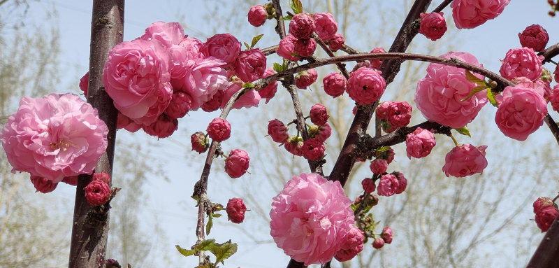 新疆察布查尔:榆叶梅花繁色艳 春日"梅"好时光