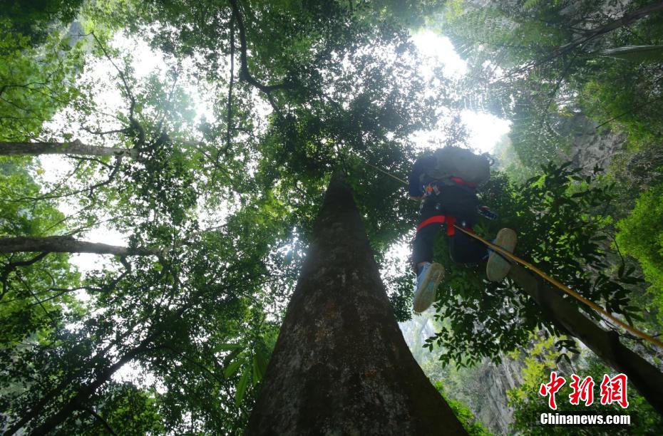 此前,广西测量到的最高树木也是望天树,位于百色市那坡县,由广西林业