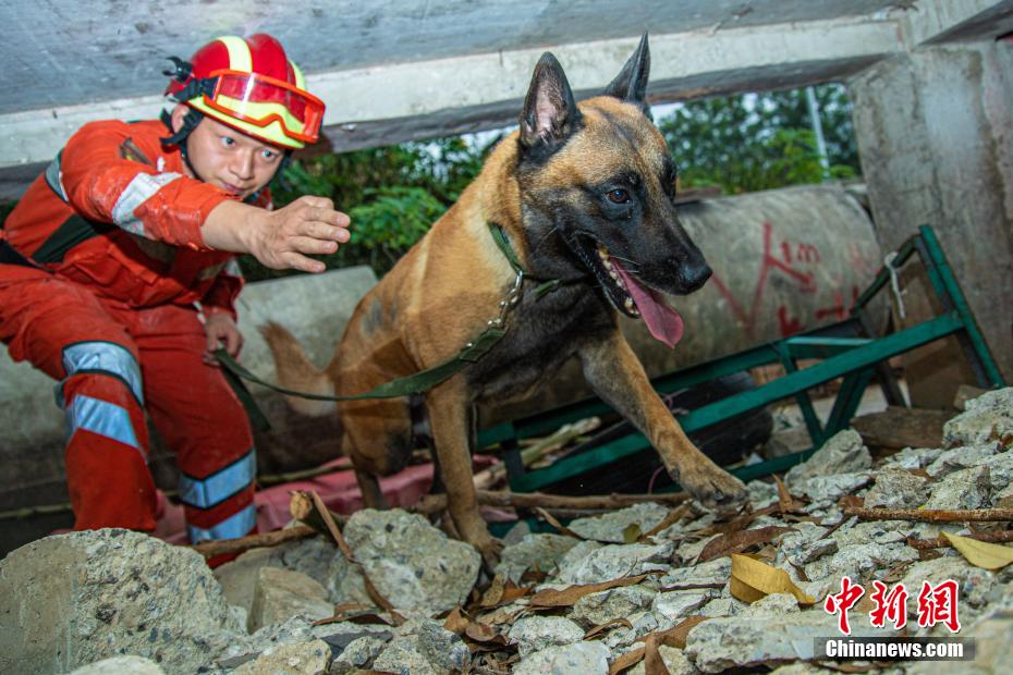 武警军犬训练基地图片