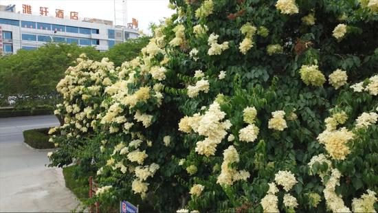 暴马丁香在库尔勒街头盛放.