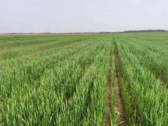 中信麦99小麦品种简介图片