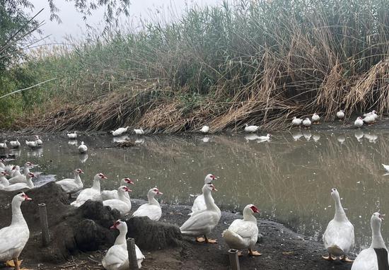 红嘴雁养殖 开启致富门-中新网·新疆