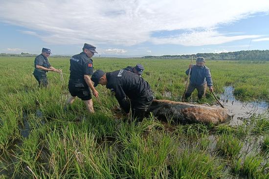 黃牛深陷泥潭無法自拔民警消防聯手營救