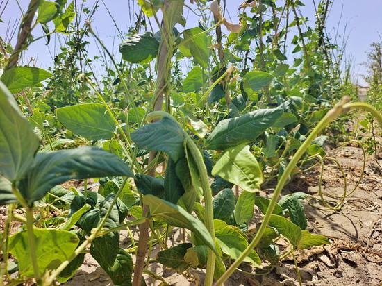 羌县瓦石峡镇吐格曼塔什萨依村露地蔬菜种植实验田里的豇豆长势喜人