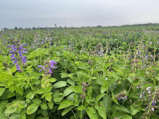 签订单种丹参特色种植开拓农民致富路