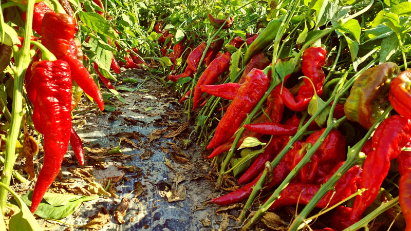 察布查尔县:红辣椒满枝 椒农乐开怀-中新网·新疆