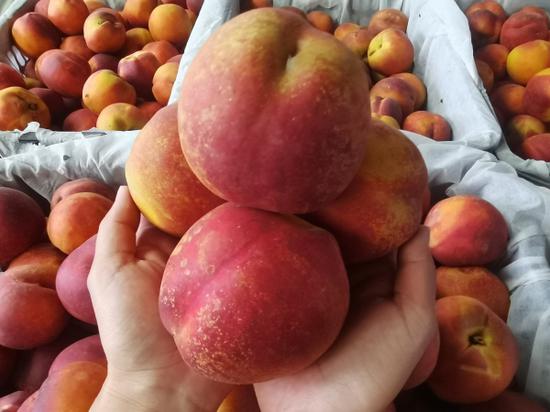 库尔勒市:油桃采摘正当时-中新网·新疆