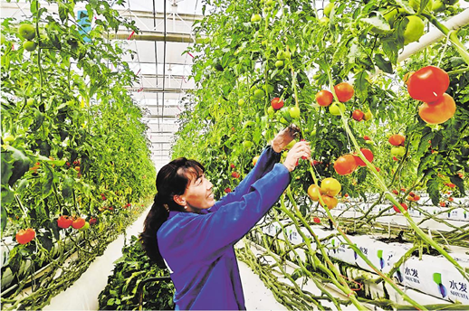 喀什山东水发现代蔬菜产业园被农业农村部确定为第一批农业高质量发展