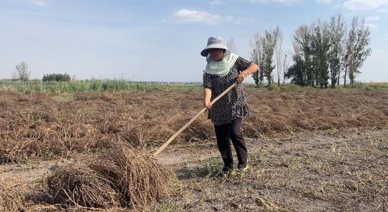 乌鲁木齐米东区:特色种植 鼓起农民的"钱袋子"-中新网·新疆
