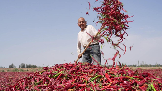 辣椒丰收采摘忙 产业振兴促增收-中新网·新疆